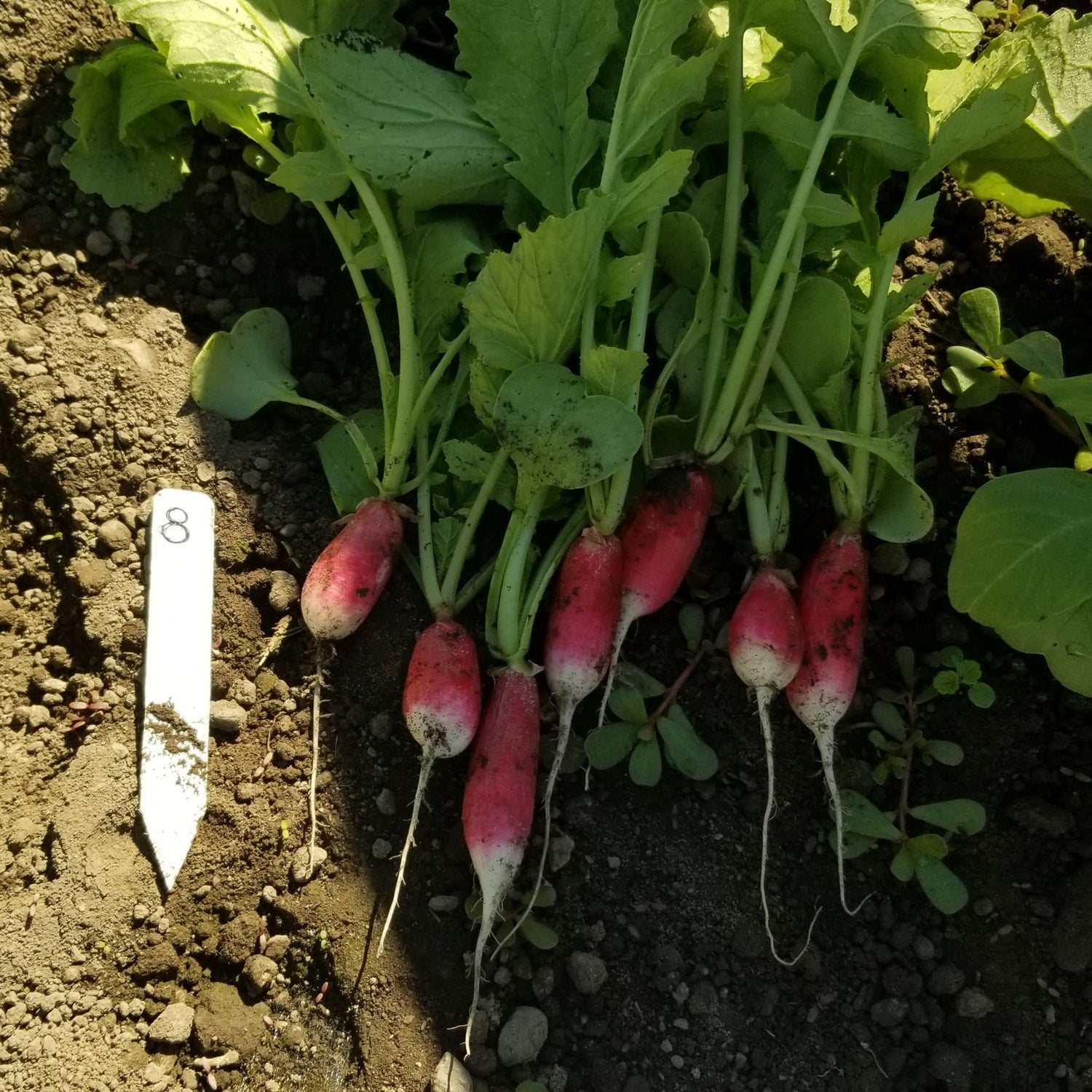 OP Specialty Radish - French Breakfast