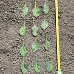 Hybrid Spinach - Fresno