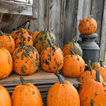 Hybrid Warted Pumpkin - Fright