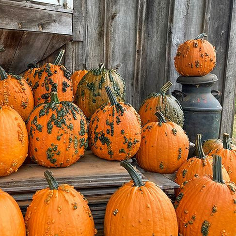 Hybrid Warted Pumpkin - Fright