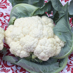 Hybrid White Cauliflower - Fujiyama