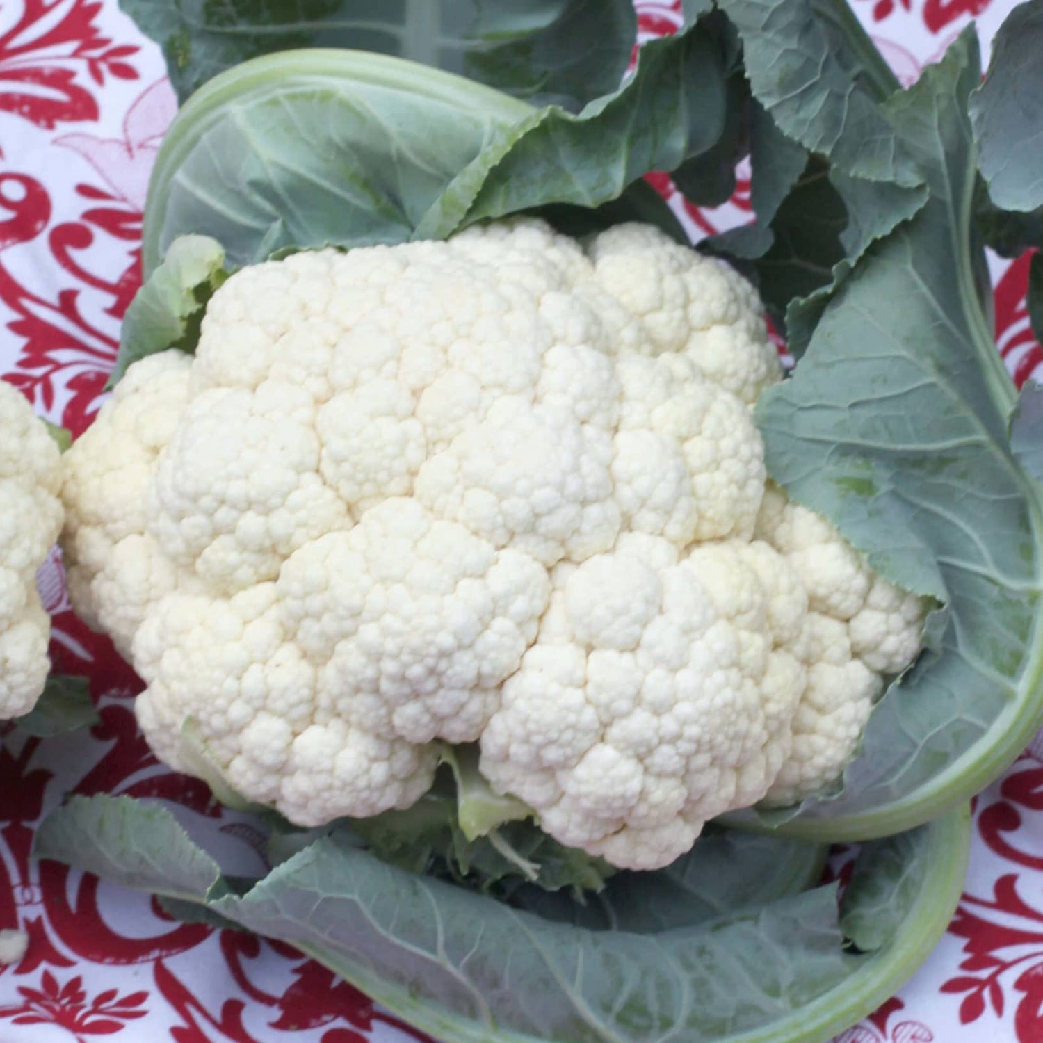 Hybrid White Cauliflower - Fujiyama