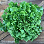 OP Escarole - Full Heart 65