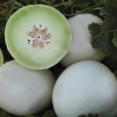 Hybrid Honeydew Melon - Full Moon