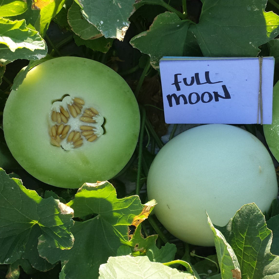 Hybrid Honeydew Melon - Full Moon