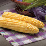 Hybrid Supersweet Yellow Corn - GSS1170