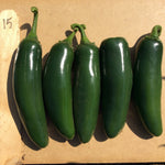 Hybrid Jalapeno Pepper - Gabino