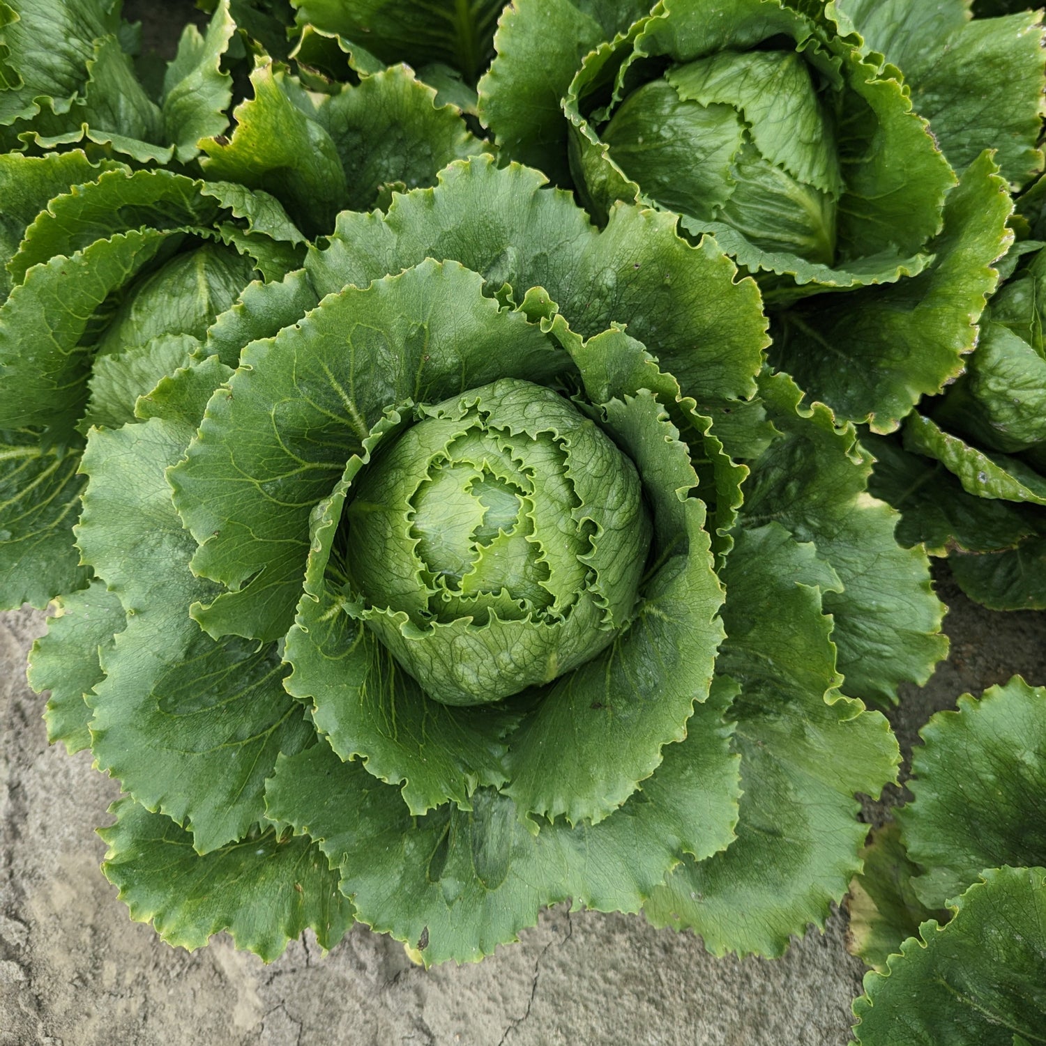Hybrid Green Crunchy Romaine Lettuce - Gabita RZ