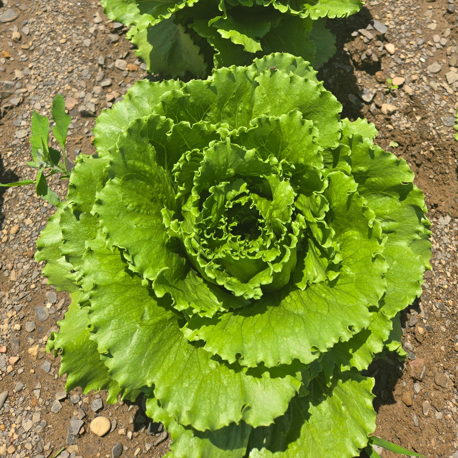 Hybrid Green Crunchy Romaine Lettuce - Gabita RZ
