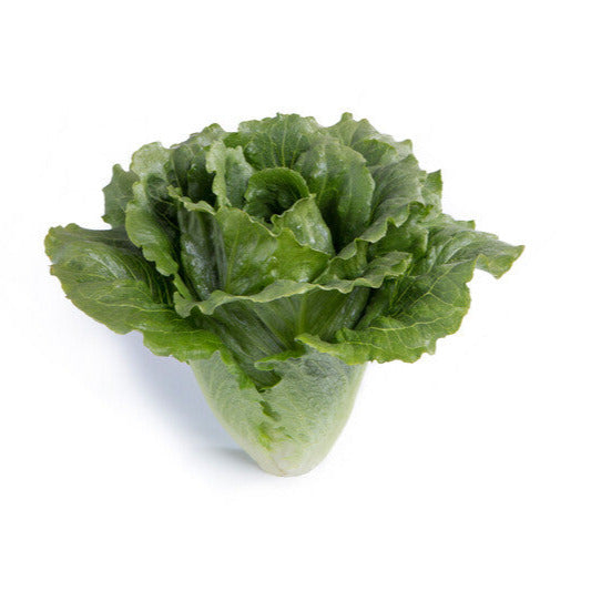 Hybrid Green Crunchy Romaine Lettuce - Gabita RZ
