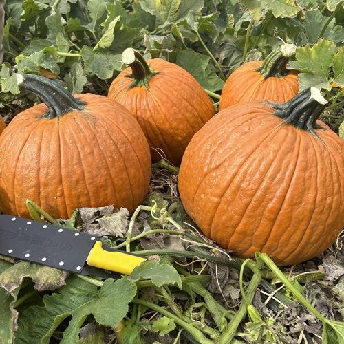 Hybrid Carving Pumpkin - Galactica