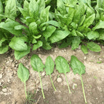 Hybrid Spinach - Galah RZ