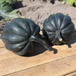 Hybrid Acorn Squash - Galaxy