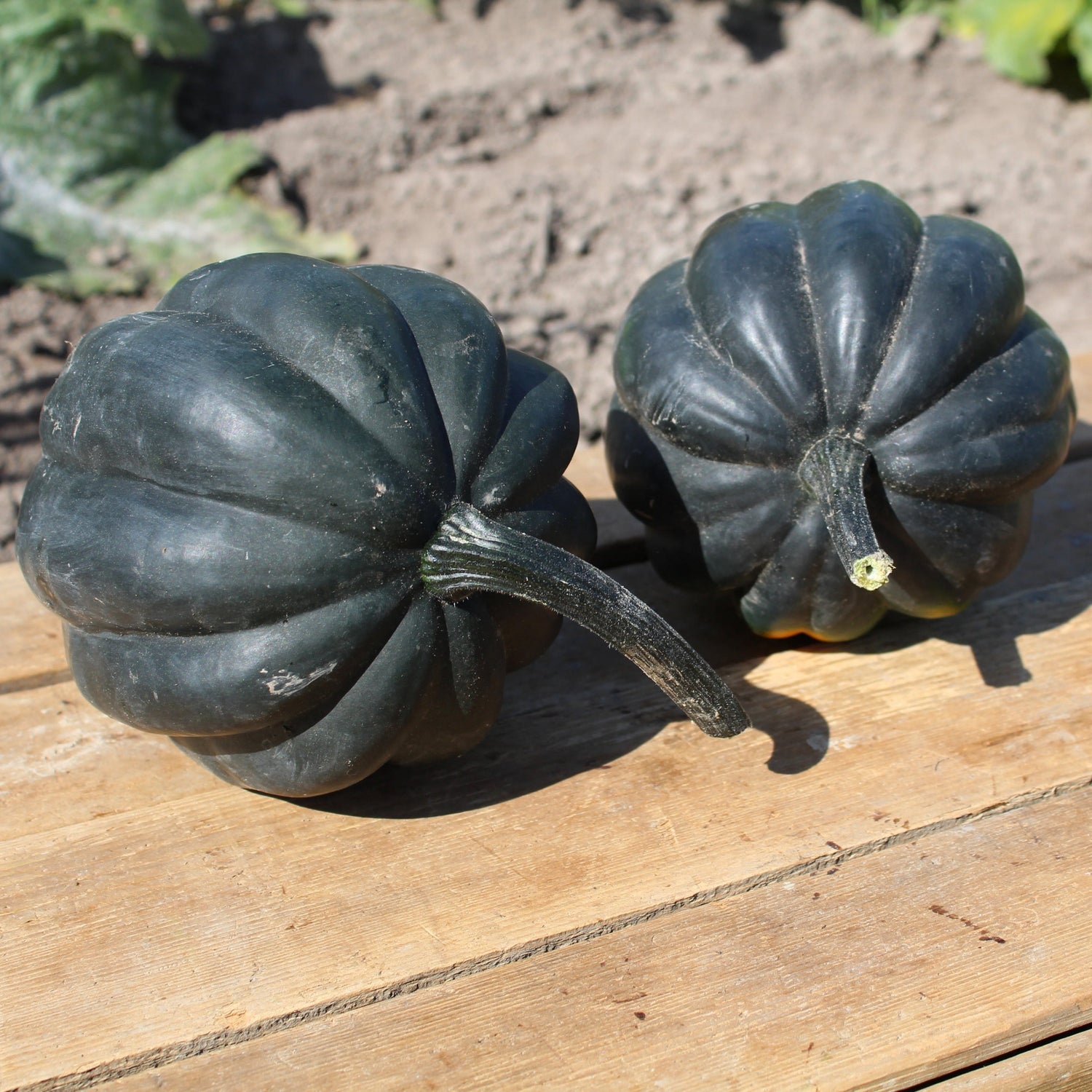 Hybrid Acorn Squash - Galaxy
