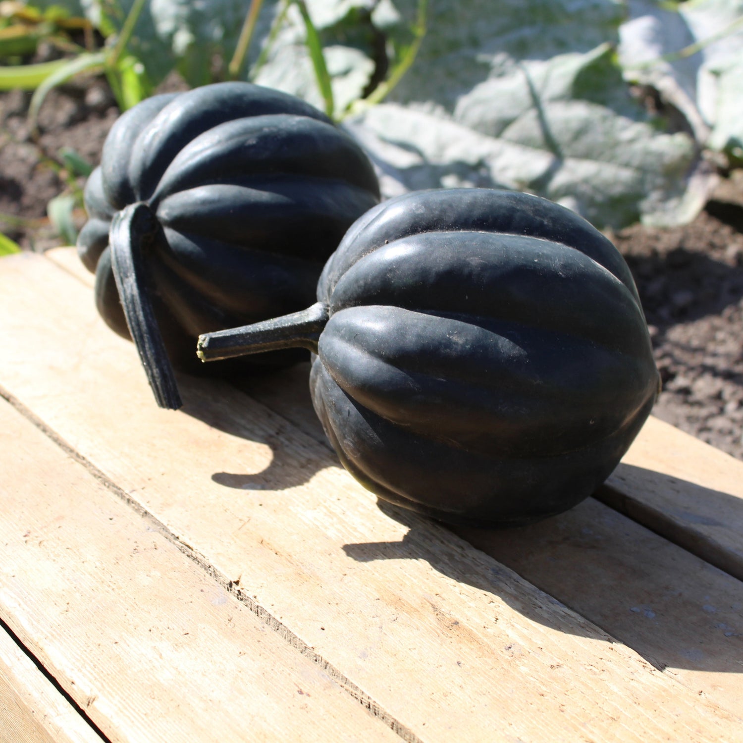 Hybrid Acorn Squash - Galaxy