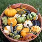 Hybrid Small Gourd - Galaxy Of Stars