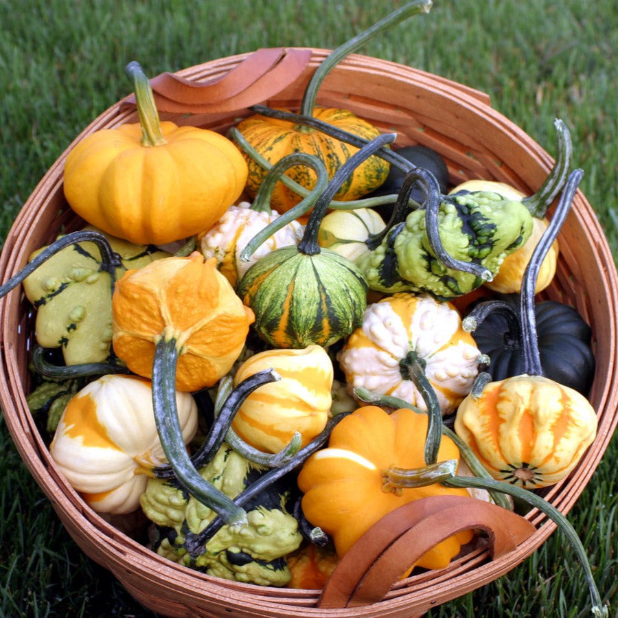 Hybrid Small Gourd - Galaxy Of Stars