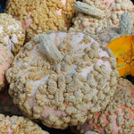 OP Specialty Winter Squash - Galeux D'eysines (Peanut)