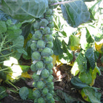 Hybrid Brussels Sprouts - Genius