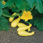 Hybrid Yellow Crookneck Squash - Gentry