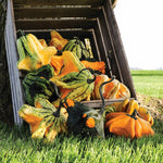 OP Large Gourd - Gizmo