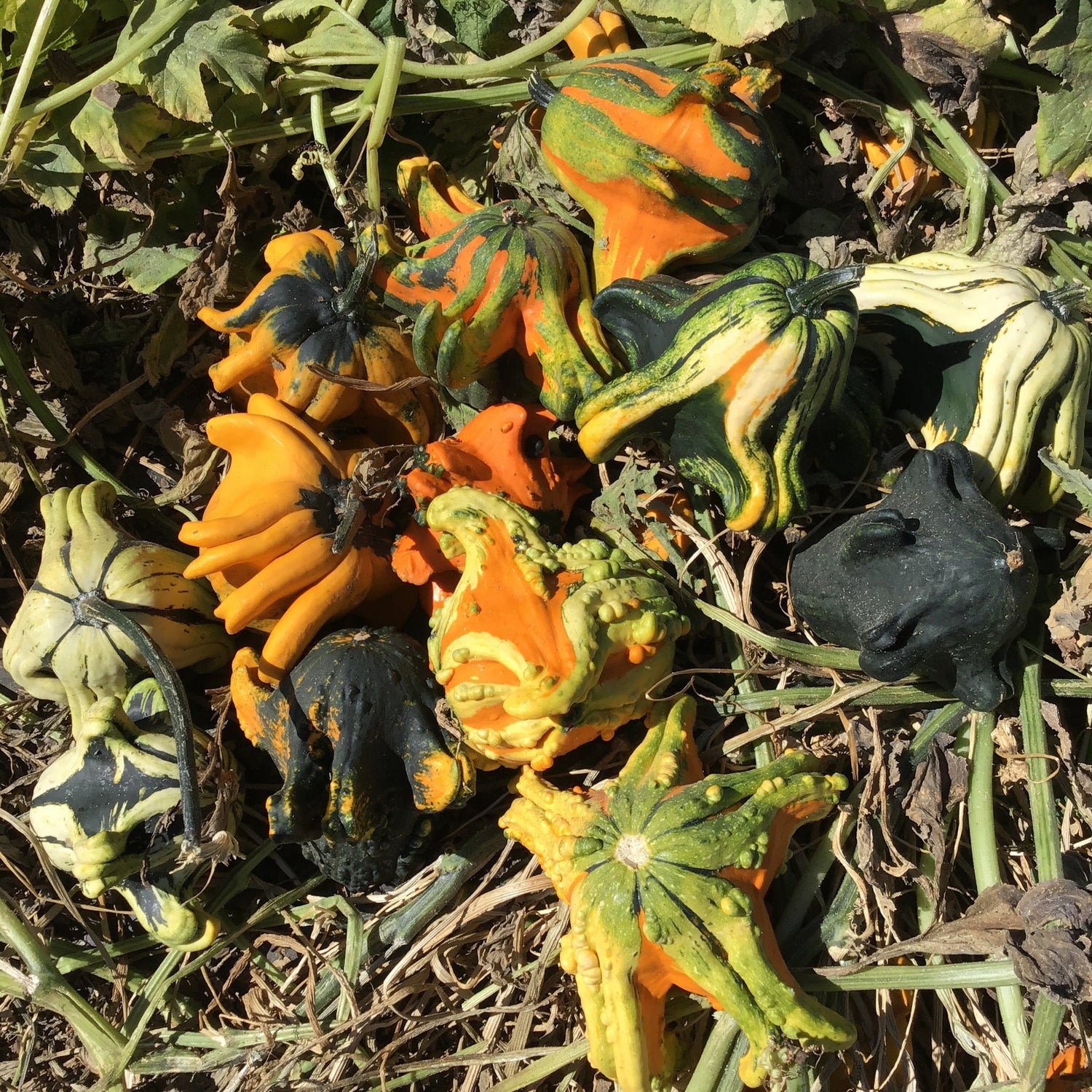 OP Large Gourd - Gizmo