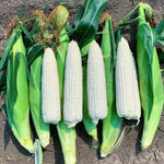 Hybrid Supersweet White Corn - Glacial