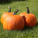 Hybrid Carving Pumpkin - Gladiator