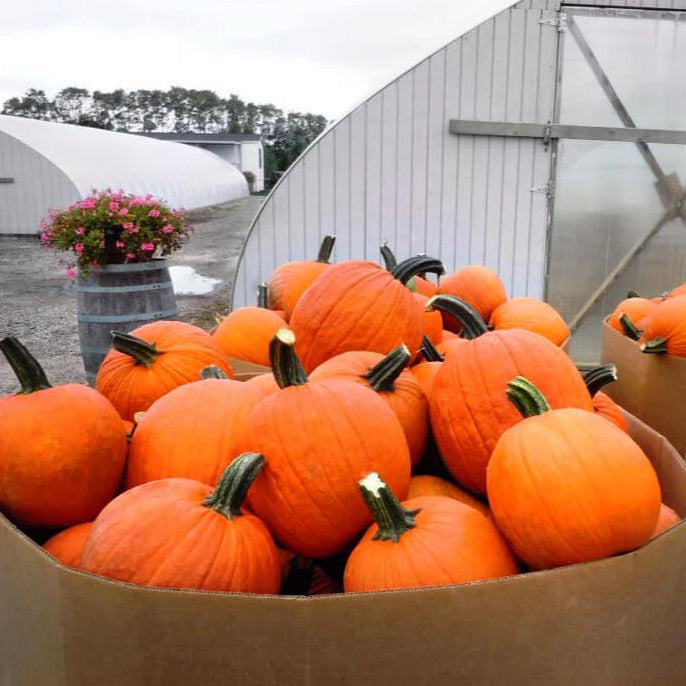 Hybrid Carving Pumpkin - Gladiator