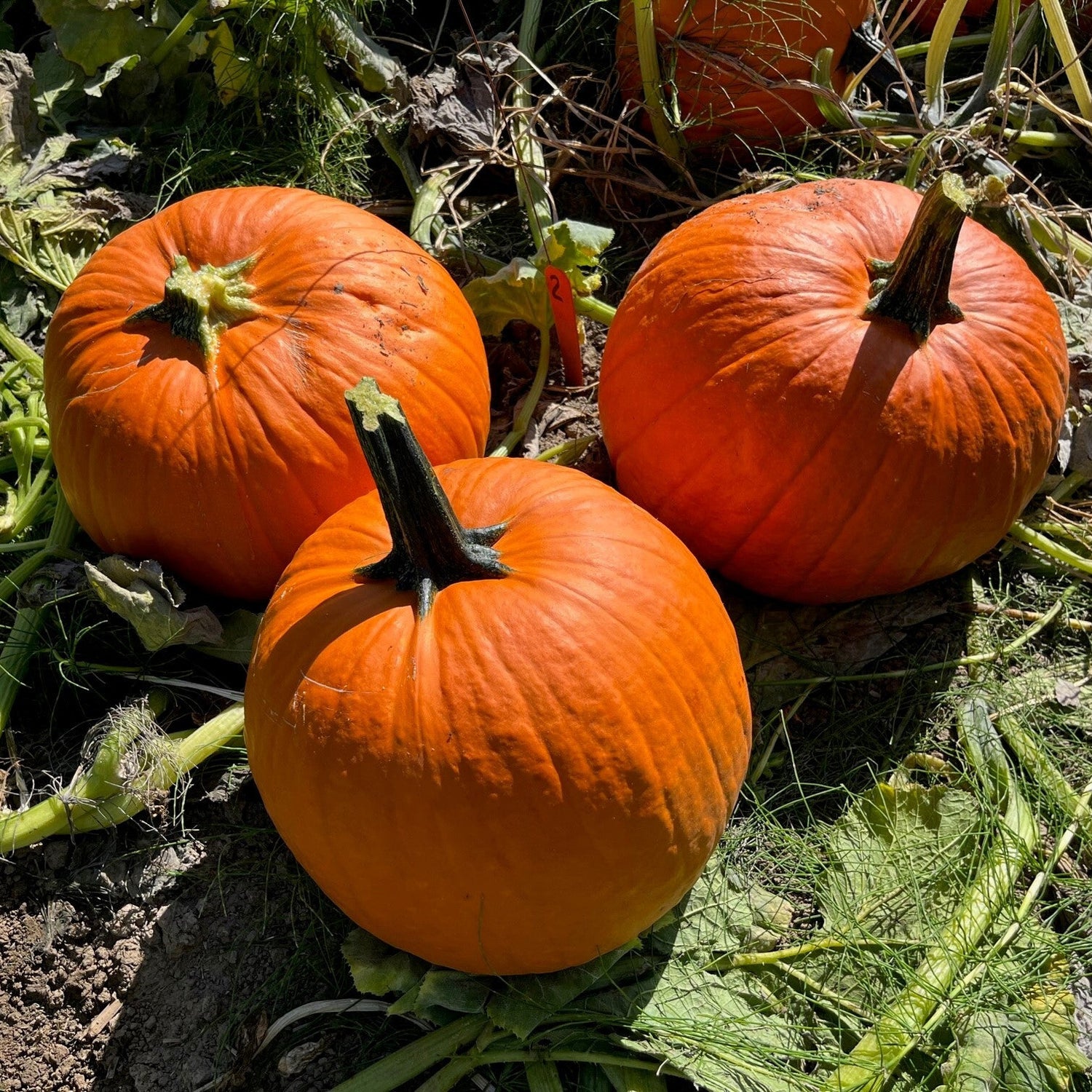 Hybrid Carving Pumpkin - Gladiator