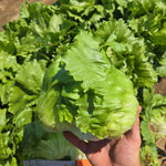 OP Green Iceburg (Crisphead) Lettuce - Glendana