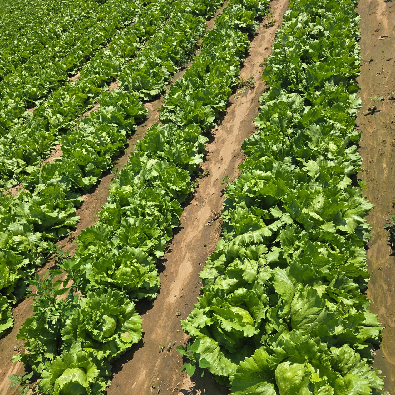 OP Green Iceburg (Crisphead) Lettuce - Glendana