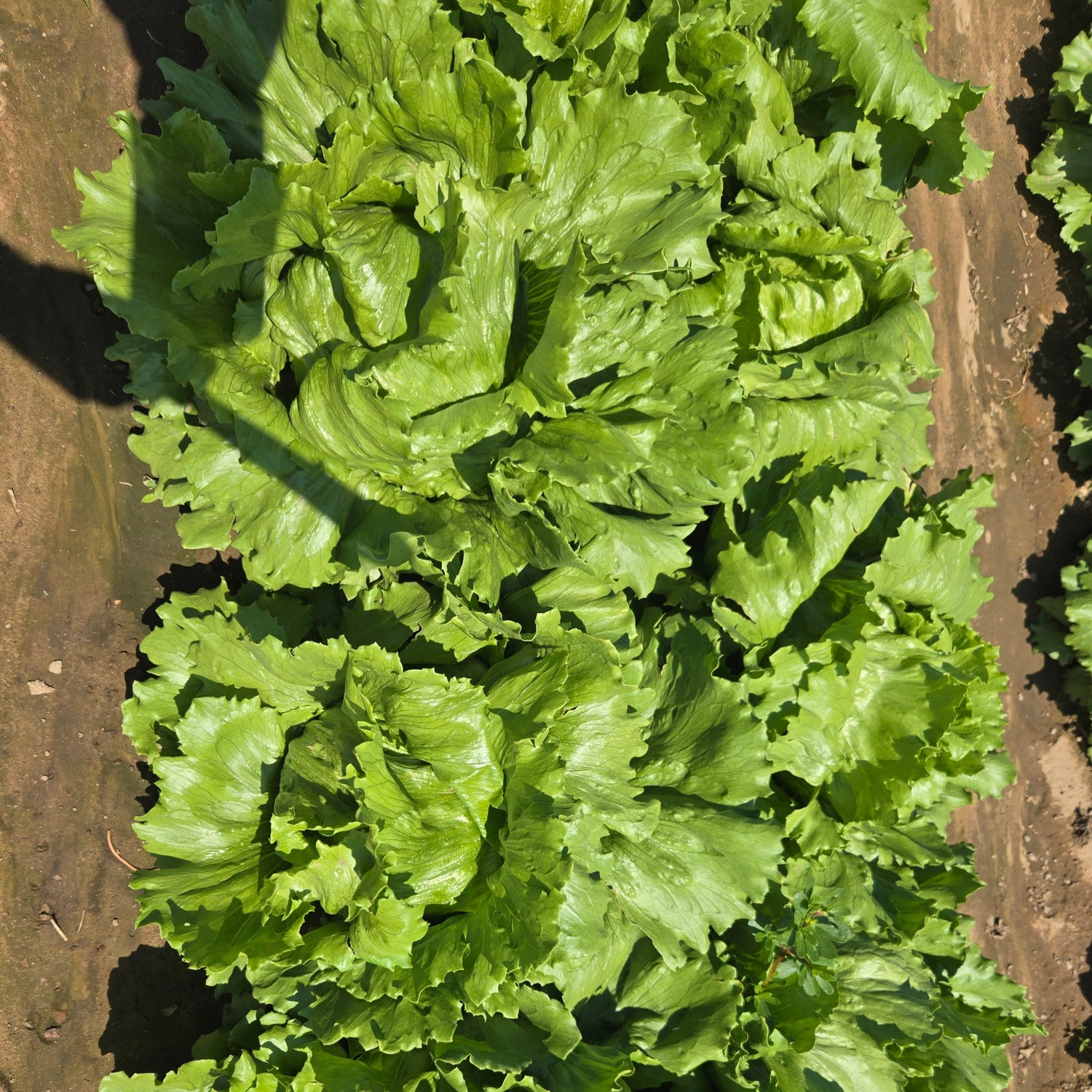 OP Green Iceburg (Crisphead) Lettuce - Glendana