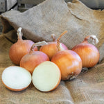 Hybrid Long Day Yellow Onion - Glorioso
