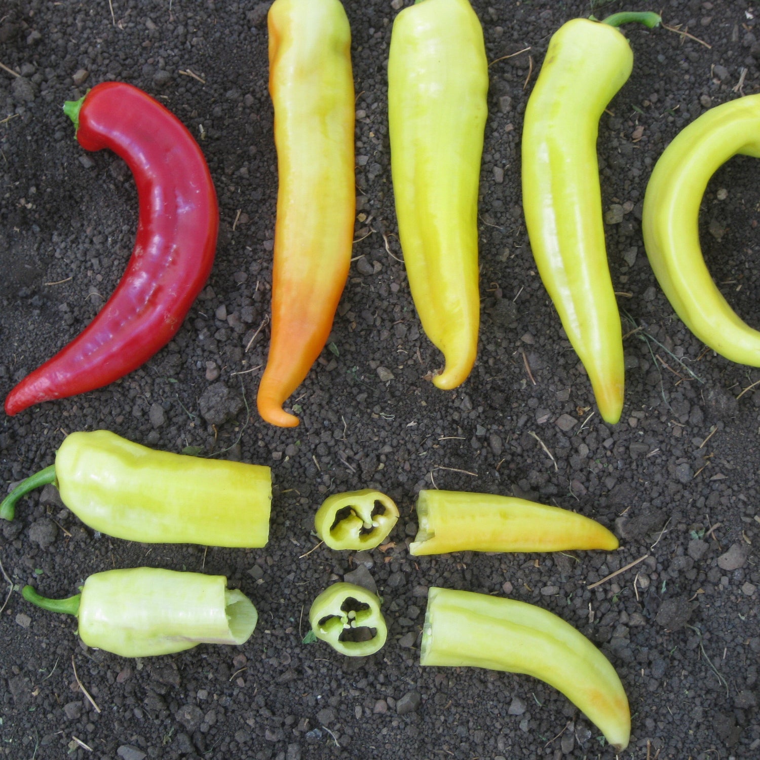 Hybrid Sweet Banana/Hungarian Pepper - Goddess