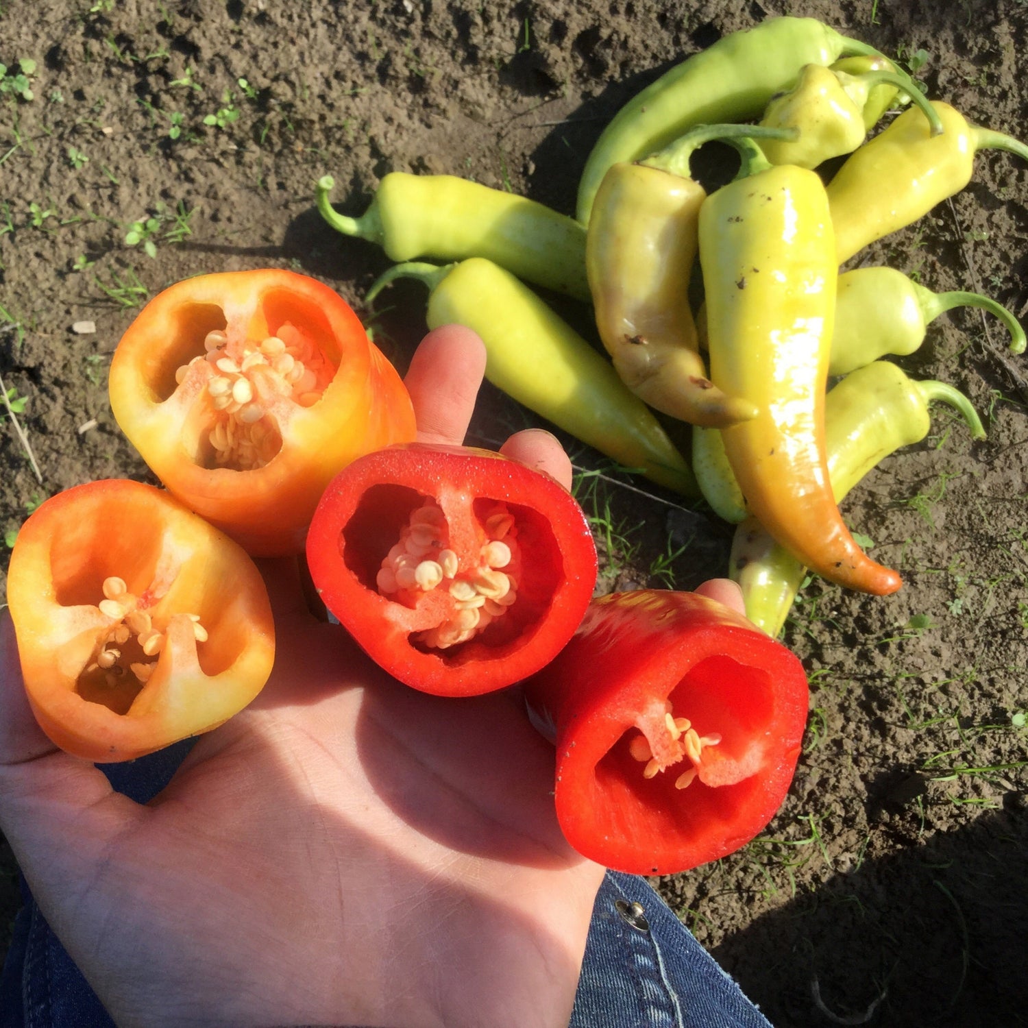 Hybrid Sweet Banana/Hungarian Pepper - Goddess