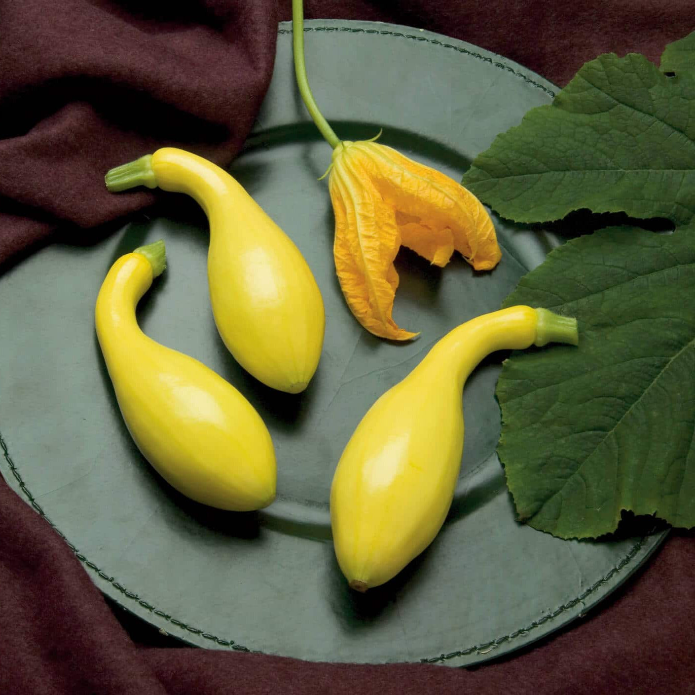 Hybrid Yellow Crookneck Squash - Gold Star