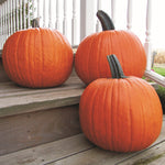 Hybrid Carving Pumpkin - Gold Medal