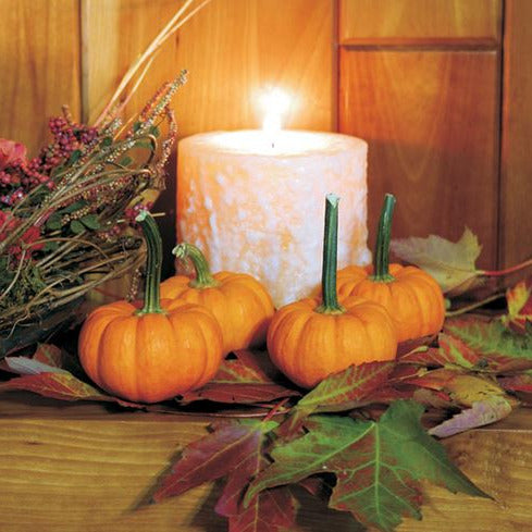 Hybrid Mini Pumpkin - Gold Speck