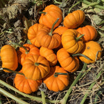 Hybrid Mini Pumpkin - Gold Dust