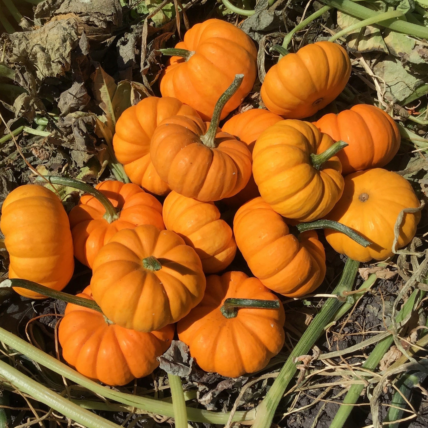 Hybrid Mini Pumpkin - Gold Dust