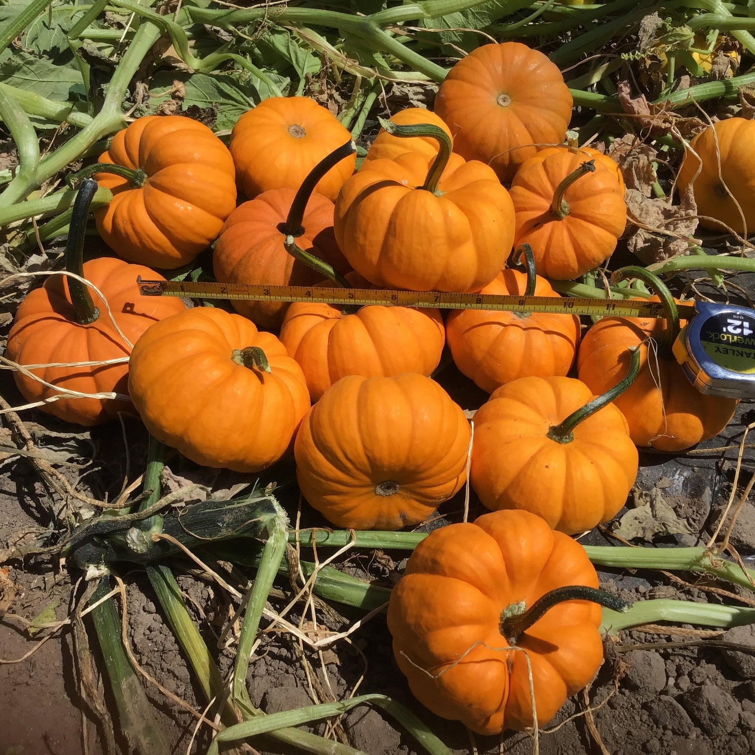 Hybrid Mini Pumpkin - Gold Dust