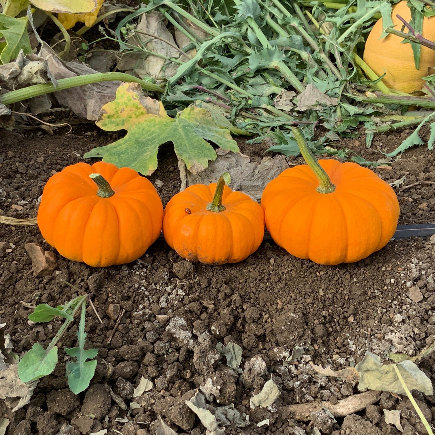 Hybrid Mini Pumpkin - Gold Dust