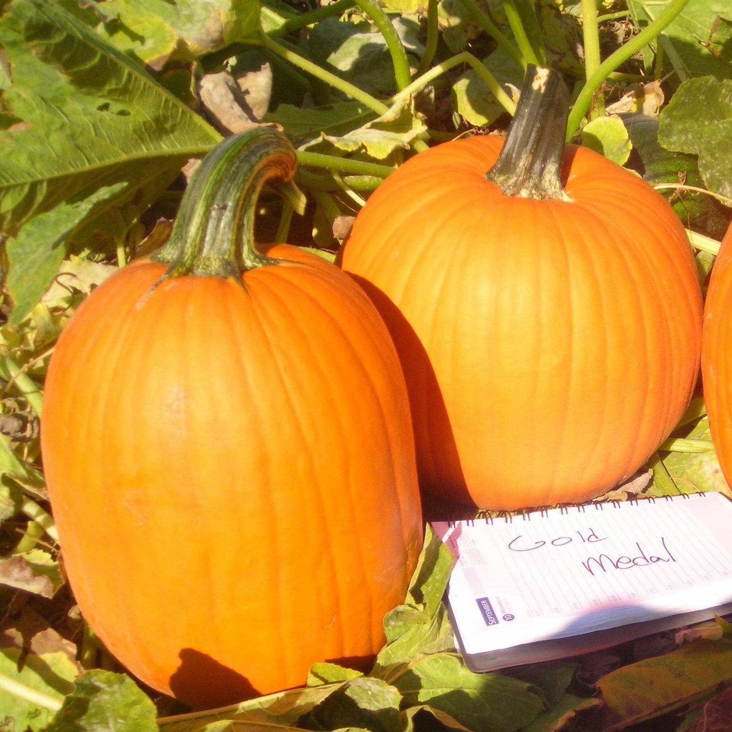 Hybrid Carving Pumpkin - Gold Medal