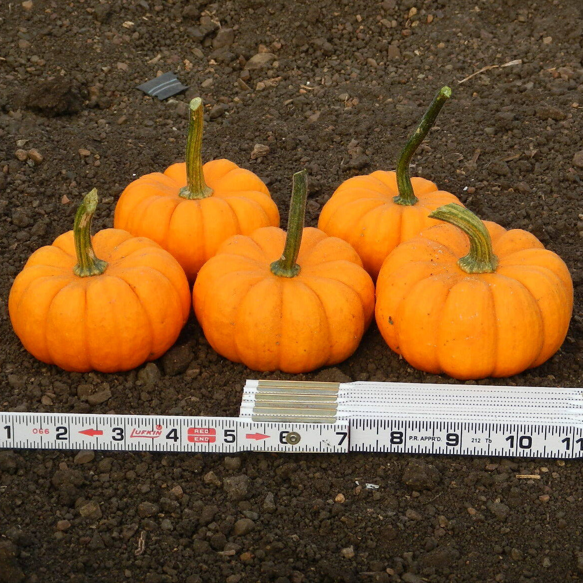 Hybrid Mini Pumpkin - Gold Speck