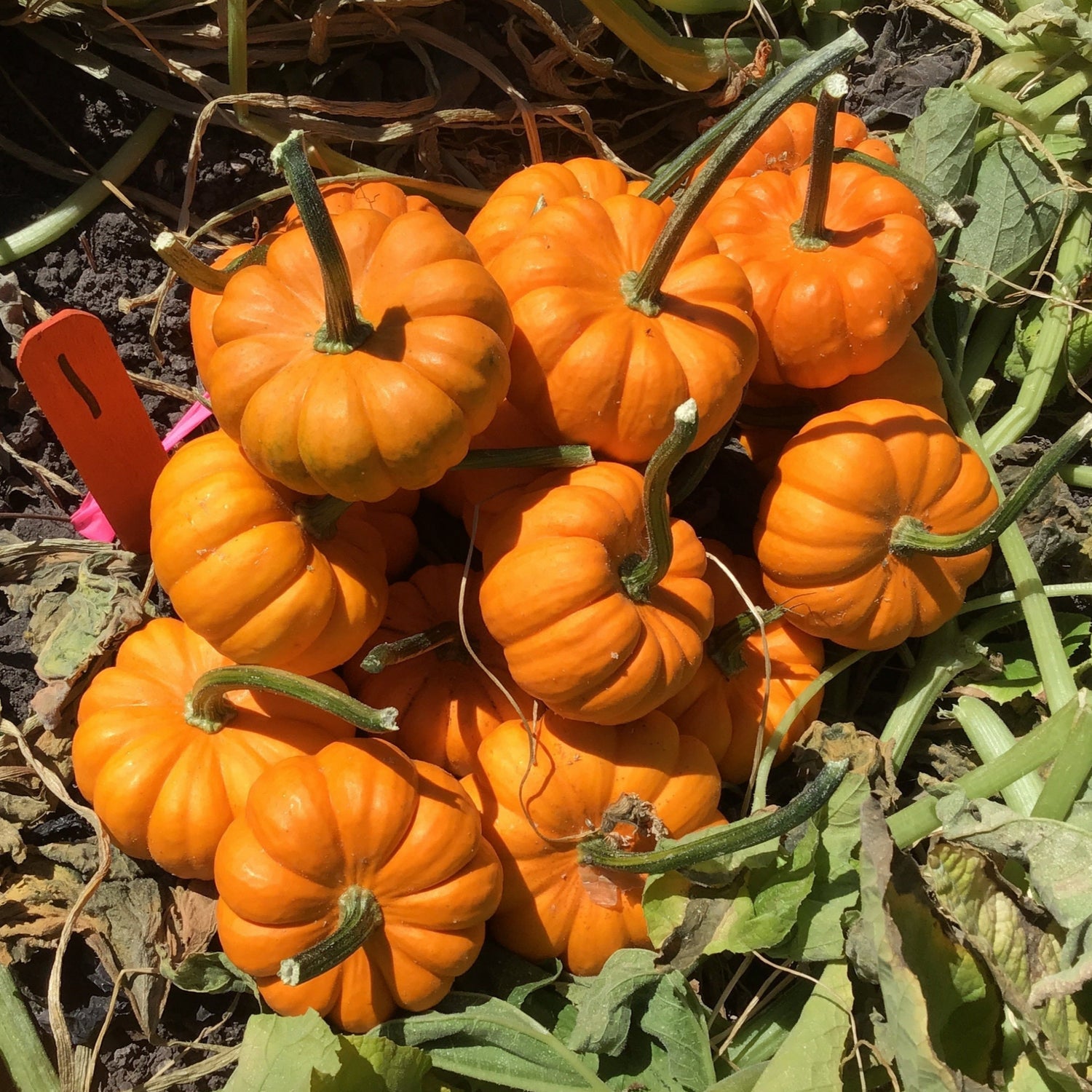 Hybrid Mini Pumpkin - Gold Speck