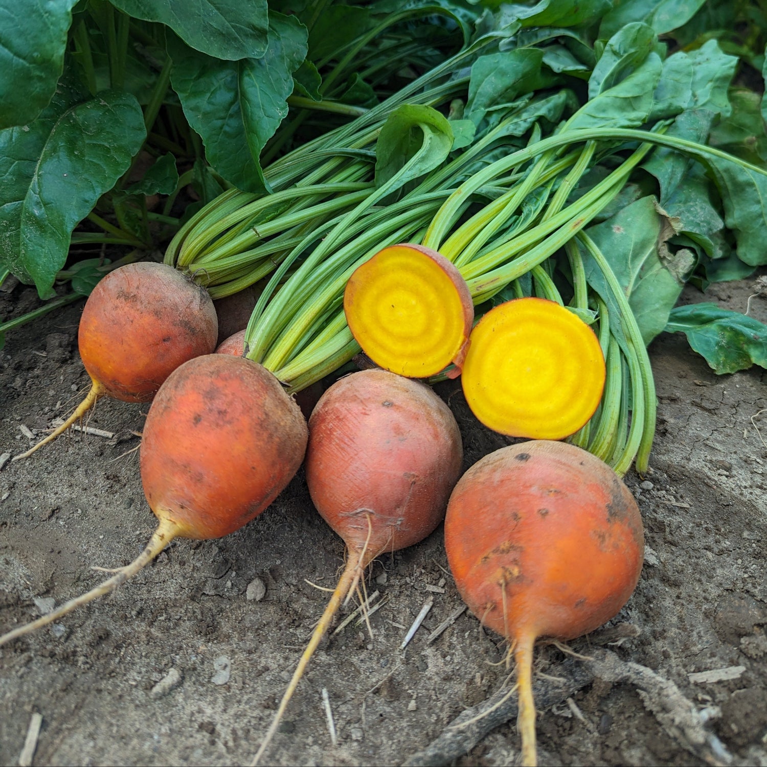 OP Yellow Beet - Golden Boy