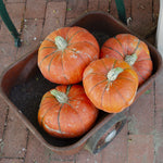 Hybrid Specialty Winter Squash - Golden Butta Bowl