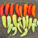 Hybrid Hot Banana/Hungarian Pepper - Golden Dagger