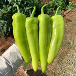 Hybrid Hot Banana/Hungarian Pepper - Golden Max